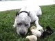 Pit Bull i kurczaczki