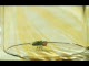 Piknik Insektow