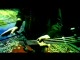 System of a Down - Hypnotize - teledysk
