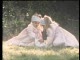 Fiction Factory - Feels Like Heaven - teledysk