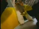 Triumph the insult dog