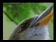 Lyre Bird - ptak, który zadziwia