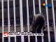 Spiderman Alain Robert  los