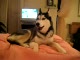 Gadajacy pies2(HUSKY)