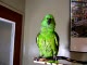 Bad Bird Bad Bird