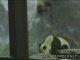 panda prison break