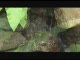 Baan Samui Resort-Koh Samui-Trailer