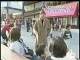 japan tv