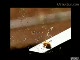 Popcorn Slow Motion