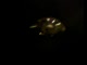 NASA\'s Alien Anomalies caught on film - A compilation of stunning UFO footage from NASA\'s archives