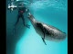 Paul Nicklen, fotografujący zabójcze lamparty morskie, natrafia na naprawdę niecodzienną sytuację. Pod wodą, zbliża się do niego ogromny okaz (około 3m długości i 450kg ) i...