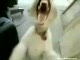 Heavy metal dog :D
