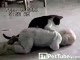 Najsłodszy wrestling jaki widziałeś
