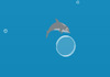 Nurkowanie delfina